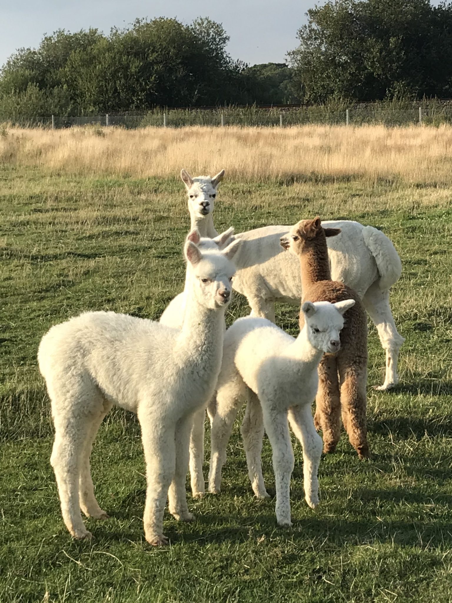 Have you tried Alpaca Yoga yet?